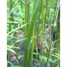 Bambou - Phyllostachys aureosulcata