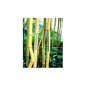 Bambou Phyllostachys aureosulcata Spectabilis Bambou Phyllostachys aureosulcata Spectabilis