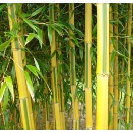 Bambou Phyllostachys aureosulcata Spectabilis