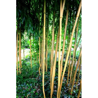Bambou Phyllostachys aureosulcata Spectabilis Bambou Phyllostachys aureosulcata Spectabilis