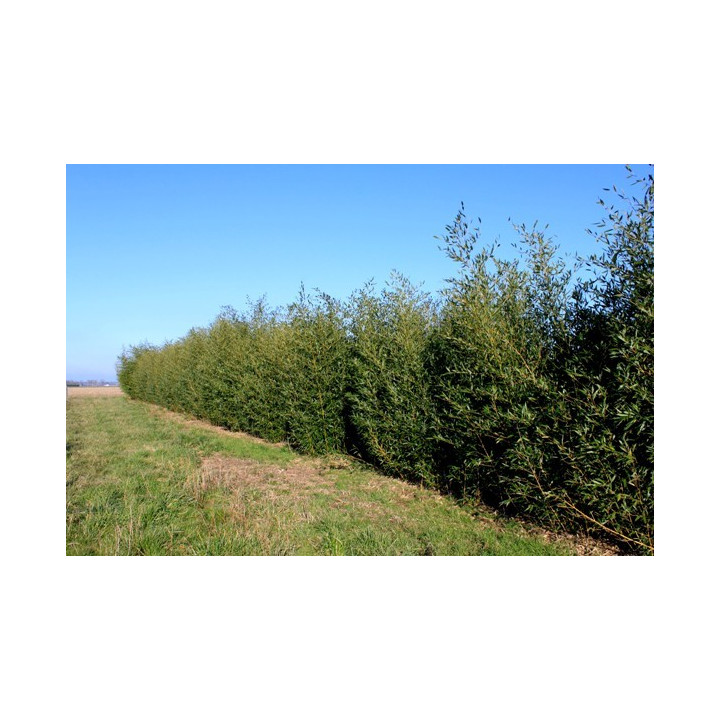 Bambou Phyllostachys bissetii