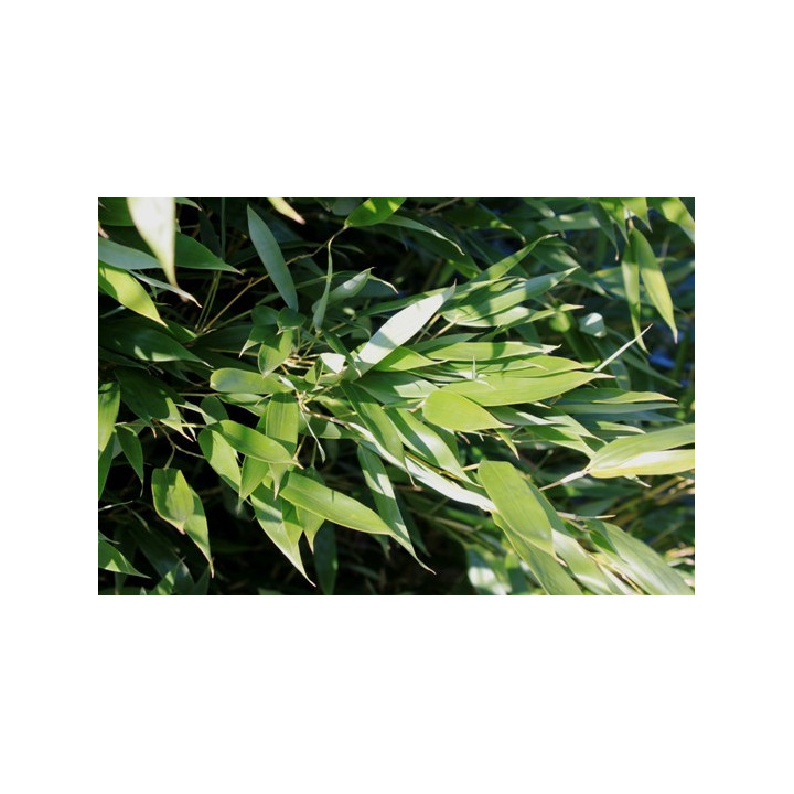 Bambou Phyllostachys bissetii