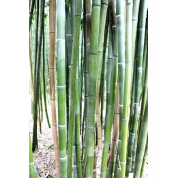 Bambou Phyllostachys nigra Henonis