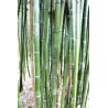 Bambou Phyllostachys nigra Henonis