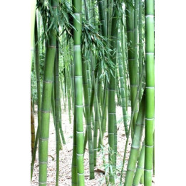 Bambou Phyllostachys vivax