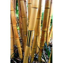Bambou Phyllostachys vivax Aureocaulis