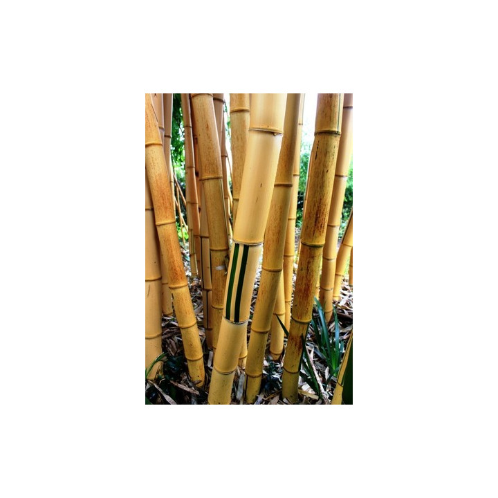 Bambou Phyllostachys vivax Aureocaulis