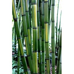 Bambou Phyllostachys vivax Huangwenzhu
