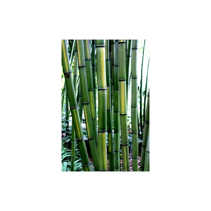 Bambou Phyllostachys vivax Huangwenzhu