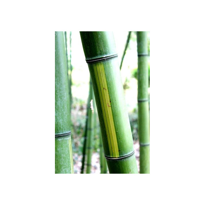 Bambou Phyllostachys vivax Huangwenzhu
