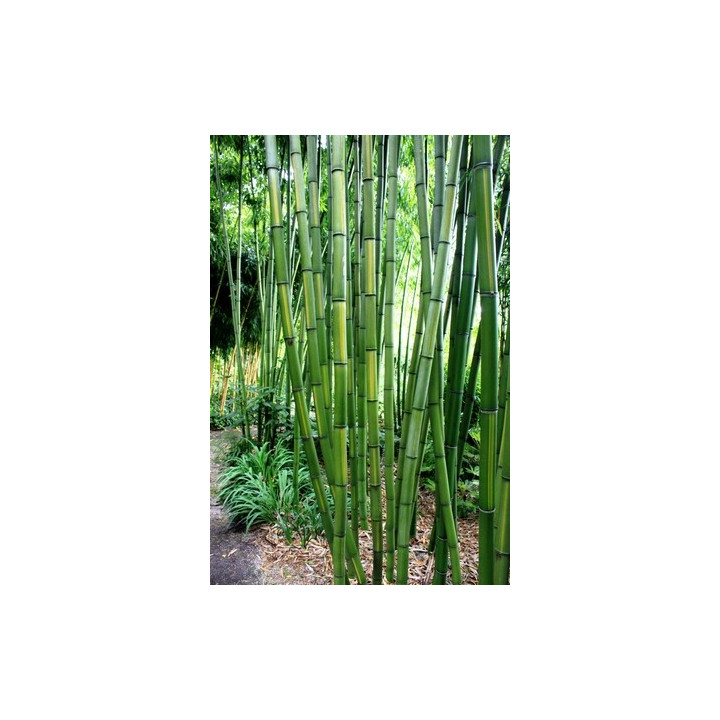 Bambou Phyllostachys vivax Huangwenzhu