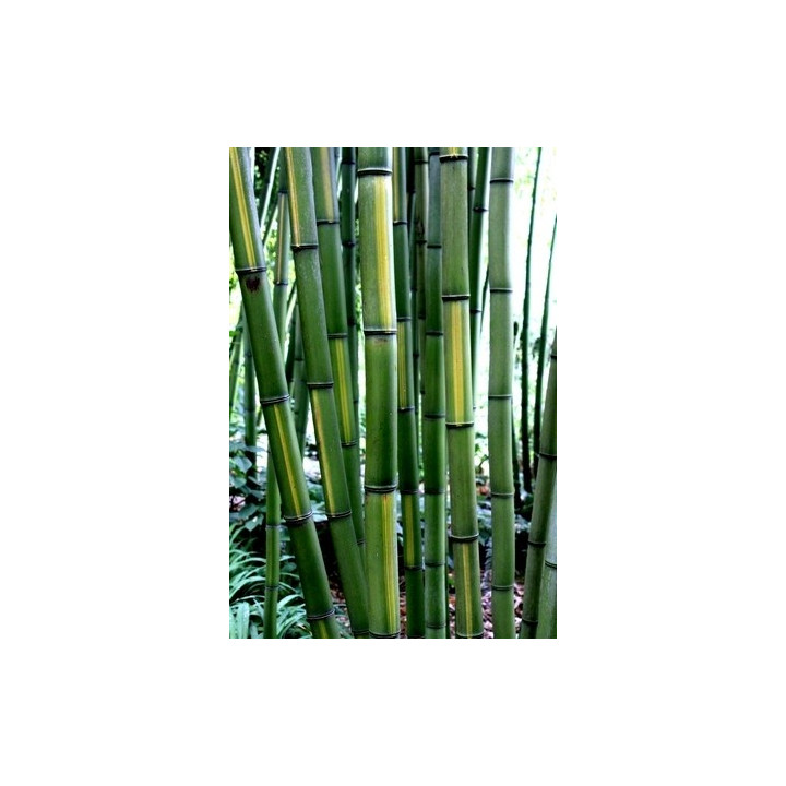 Bambou Phyllostachys vivax Huangwenzhu