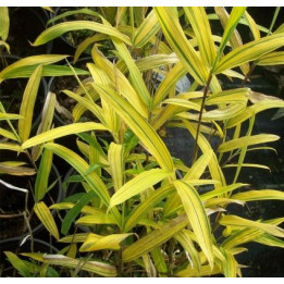 Bambou - Pleioblastus viridistriatus Auricoma