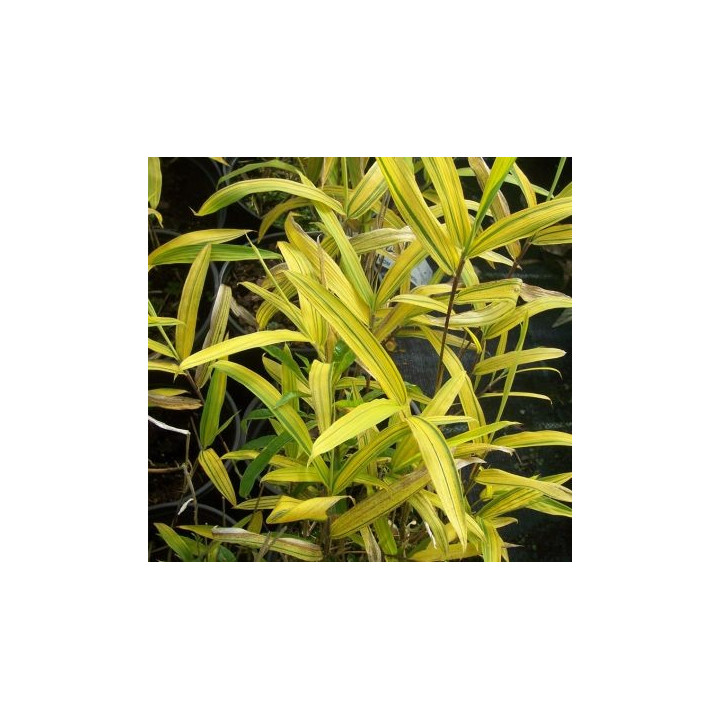 Bambou - Pleioblastus viridistriatus Auricoma