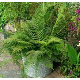 Polystichum setiferum Plumosum Bevis