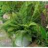 Polystichum setiferum Plumosum Bevis