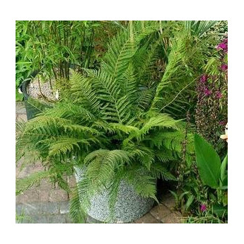 Polystichum setiferum Plumosum Bevis Polystichum setiferum Plumosum Bevis