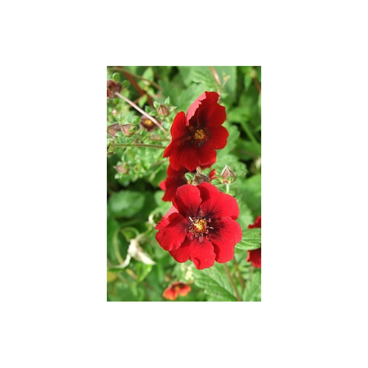 Potentilla atrosanguinea