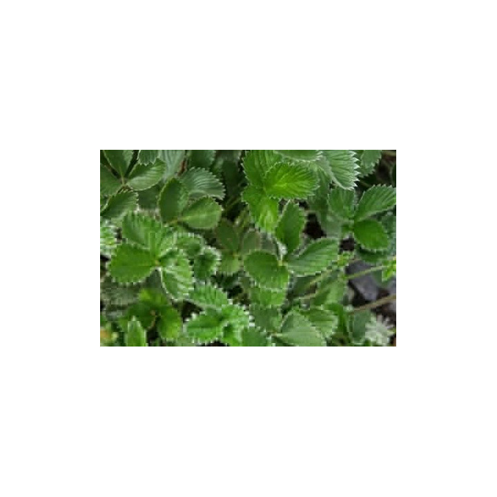Potentilla atrosanguinea