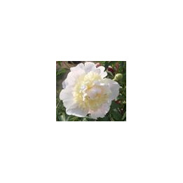 Paeonia « Primevere »