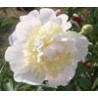 Paeonia « Primevere »
