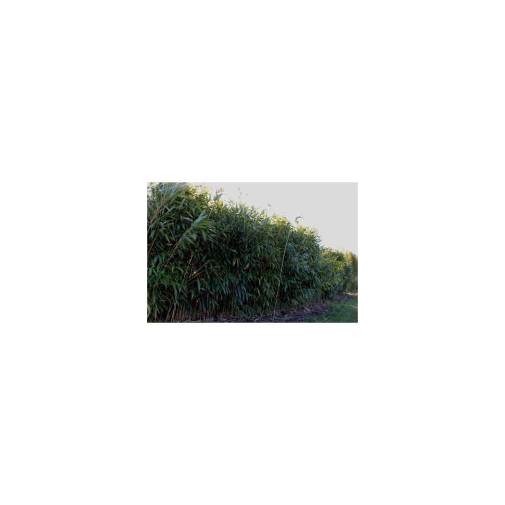 Haie de Pseudosasa japonica