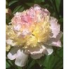 Paeonia « Raspberry sundae »