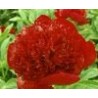 Paeonia « Red Charm »