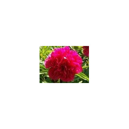 Paeonia officinalis « Rubra Plena »
