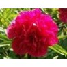 Paeonia officinalis « Rubra Plena »