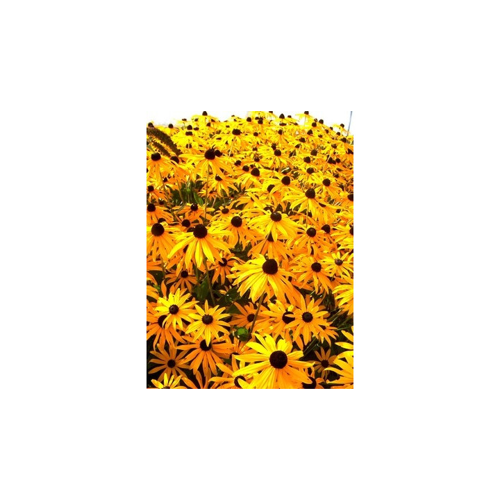 Bouquet de fleurs de Rudbeckia fulgida Goldsturm