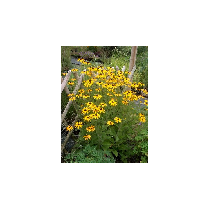 Touffe de Rudbeckia fulgida Goldsturm dans notre pépinière du Loiret