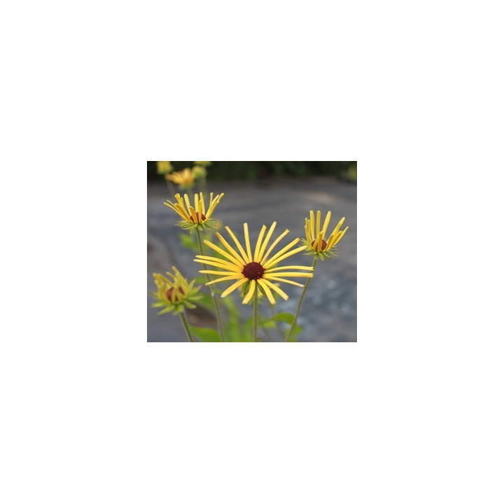 Rudbeckia subtomentosa Henry Eilers