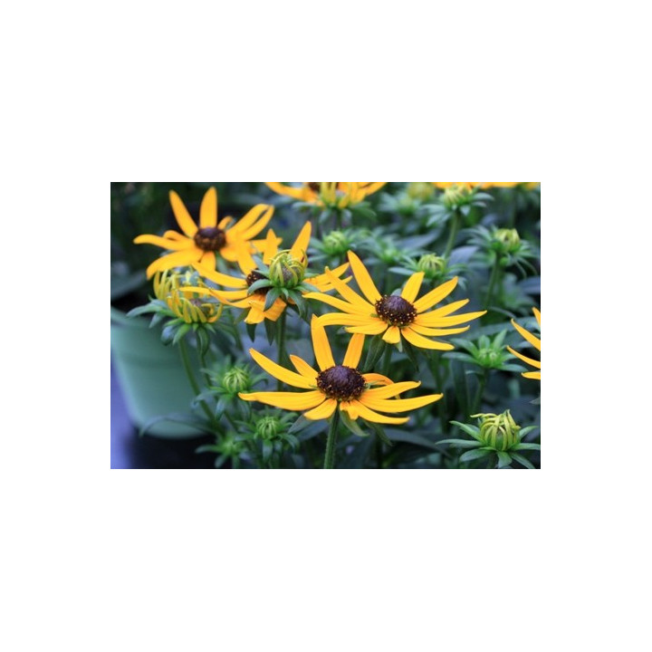 Rudbeckia Little Goldstar