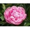 Paeonia « Sarah Bernhardt »