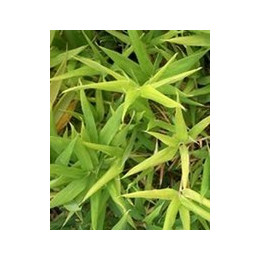 Bambou - Sasinaria ramosa