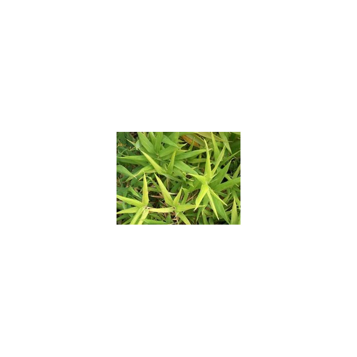 Bambou - Sasinaria ramosa
