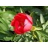 Paeonia « Scarlet Ohara »