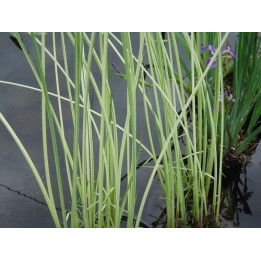 Scirpus lacustris Albescens - Jonc des tonneliers