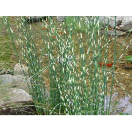 Scirpus lacustris Zebrinus - Jonc des tonneliers