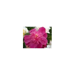Paeonia « Sebastiaan Maas »