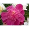 Paeonia « Sebastiaan Maas »