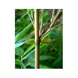 Bambou - Semiarundinaria yamadorii
