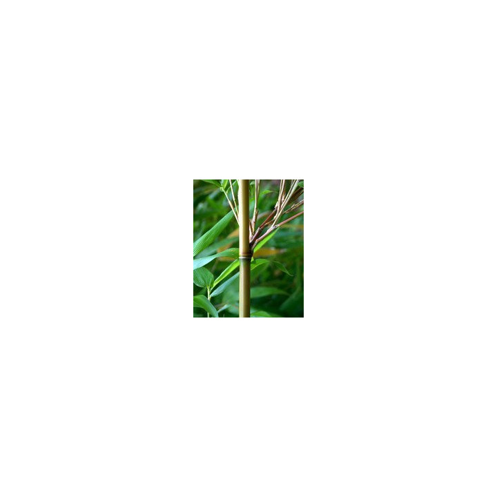Bambou - Semiarundinaria yamadorii