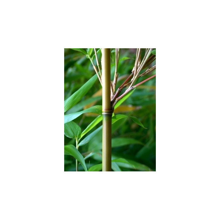 Bambou - Semiarundinaria yamadorii