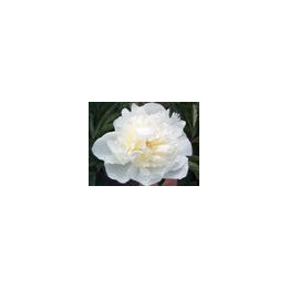 Paeonia « Shirley Temple »
