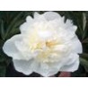 Paeonia « Shirley Temple »