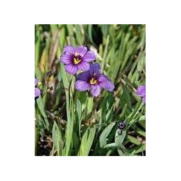 Sisyrinchium Ek Balls