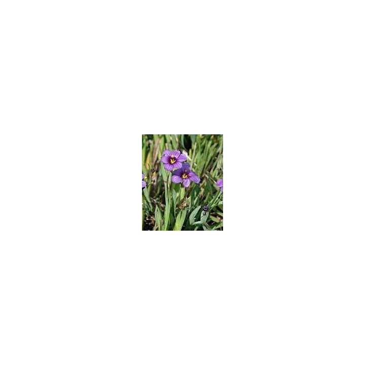 Sisyrinchium Ek Balls