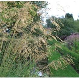 Stipa gigantea